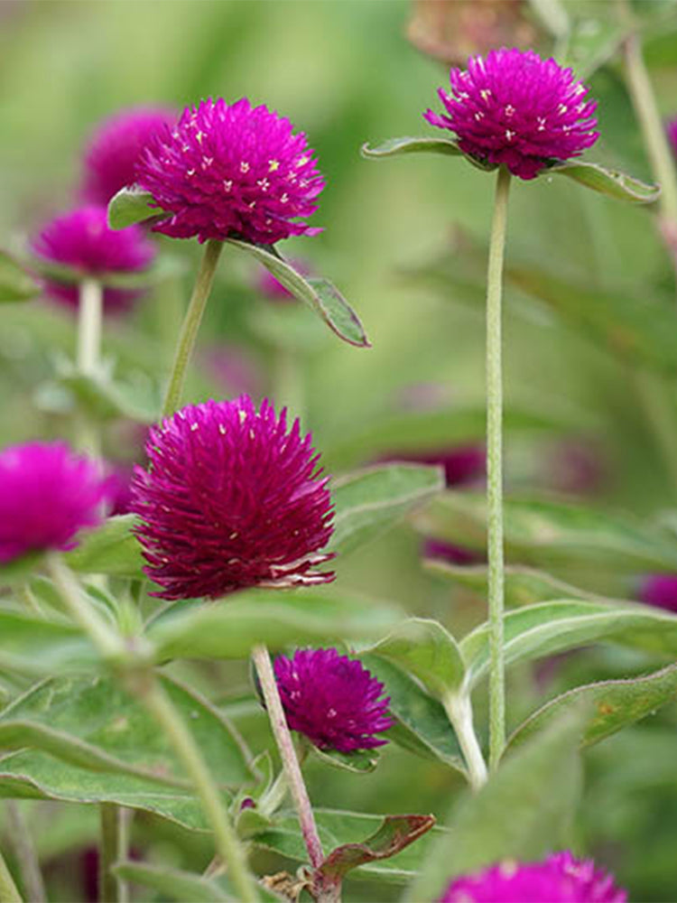 Hezhichun Purple Globe Amaranth