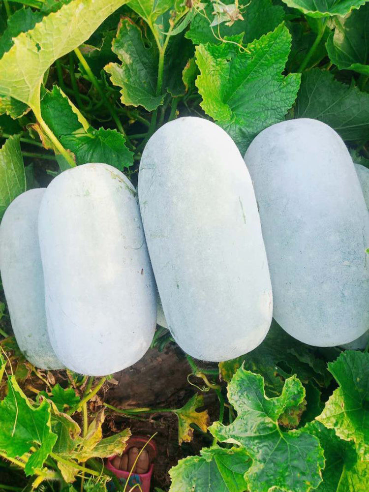 Baoqi Taro-Scented Winter Melon