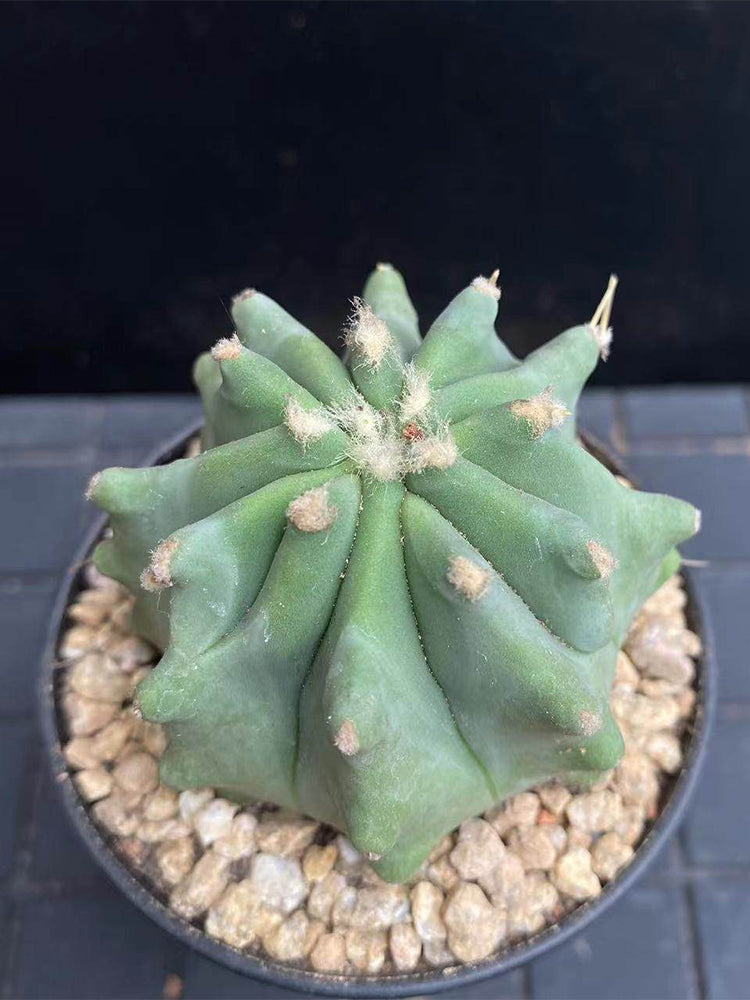 Ferocactus glaucescens f. nuda