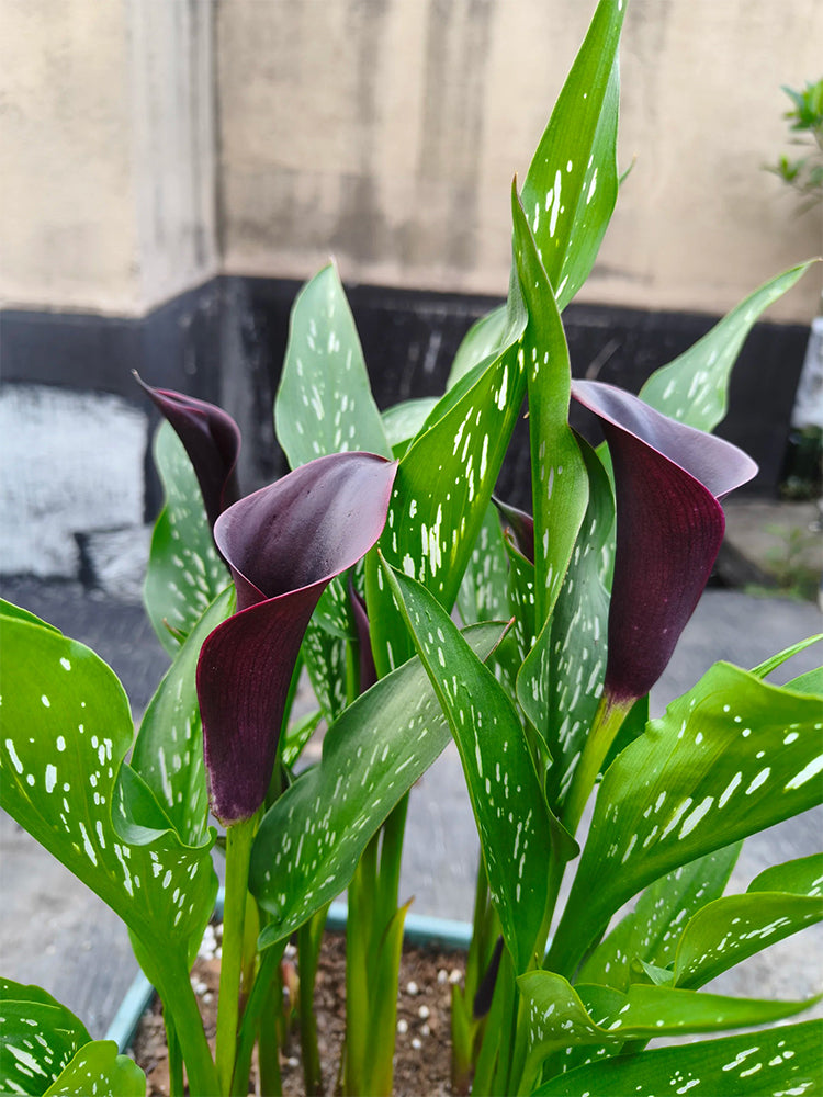 'Chief' Calla Lily