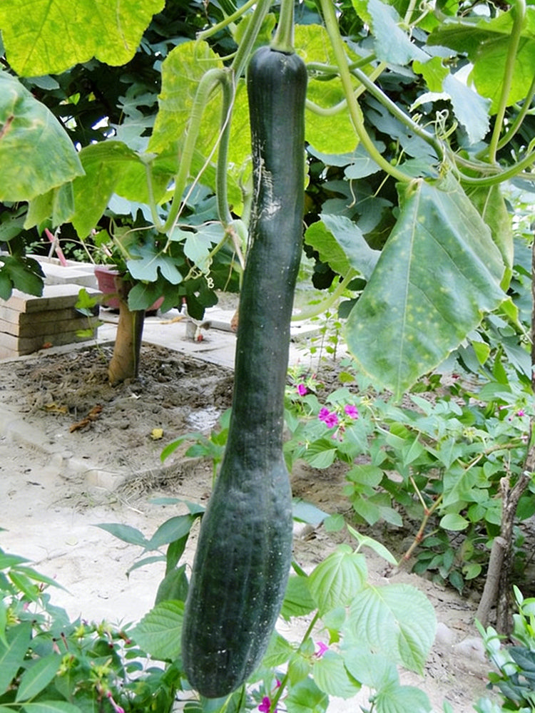 Black Oxleg Black Honey Pumpkin