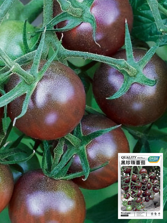 'Midnight Pearl' Cherry Tomato