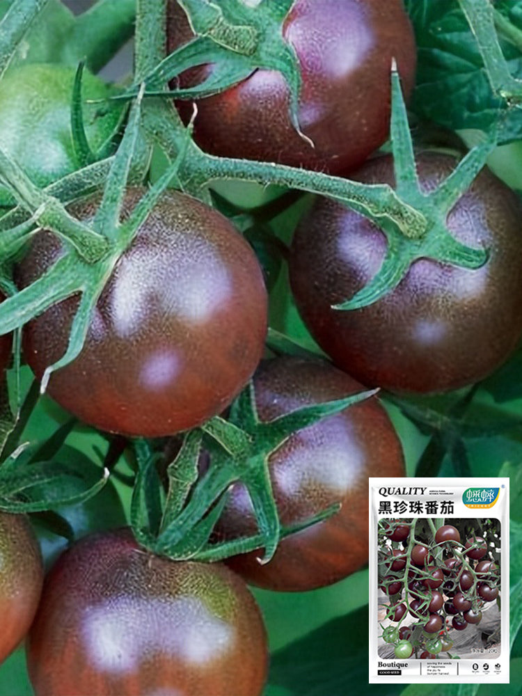 Bellfarm® 'Midnight Pearl' Cherry Tomato Seeds – MUCIAKIE