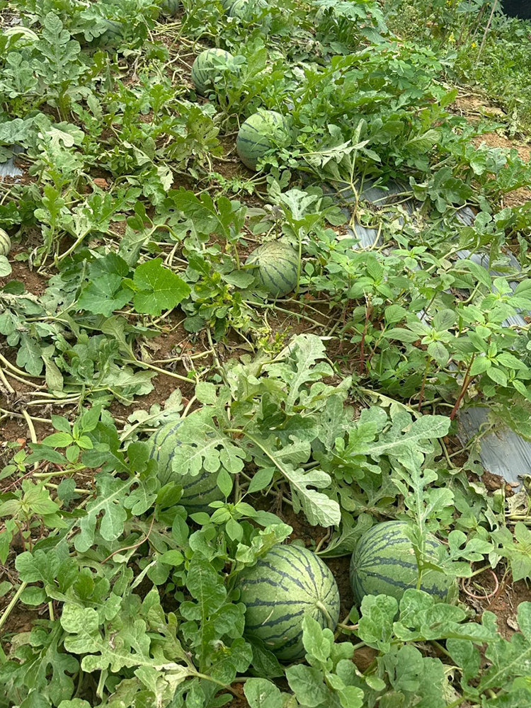 'Huang Xiaoyu' Watermelon