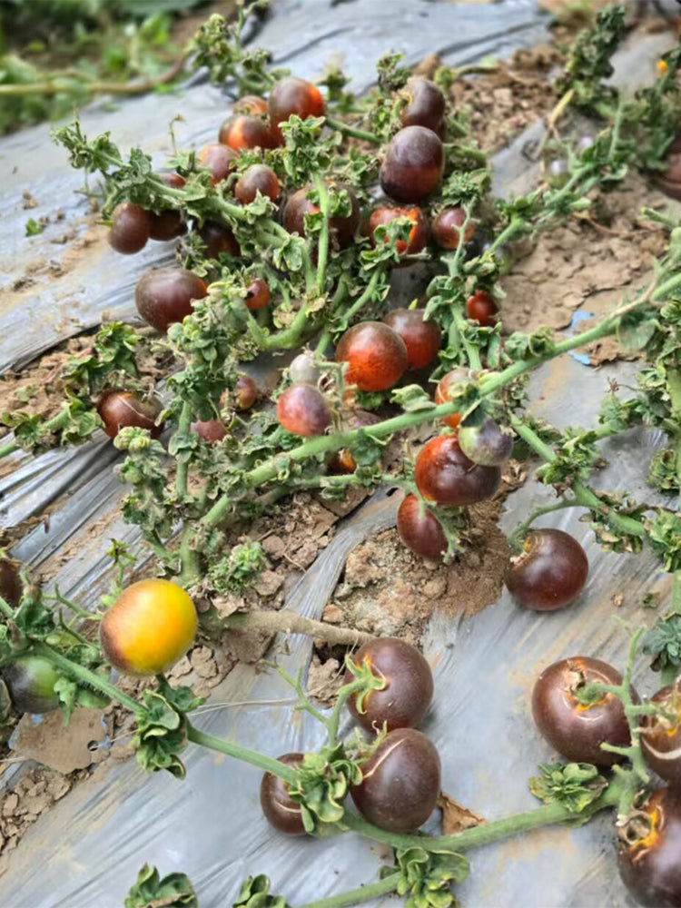 946 Tsukuyomi Special Leaf Tomato