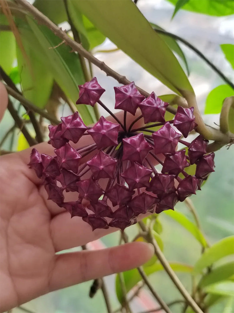 Hoya pubicalyx 'Red Button' Unrooted Stem Cuttings