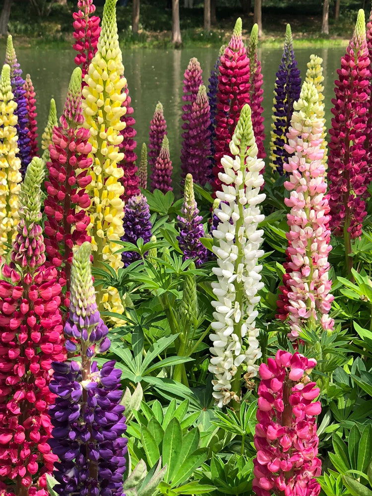 Mixed Color Lupin