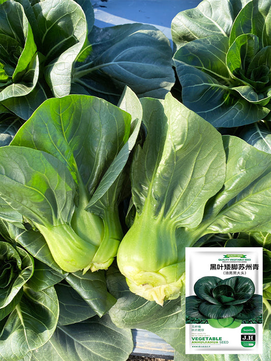 'Suzhou Green' Black-leaf Dwarf Bok Choy