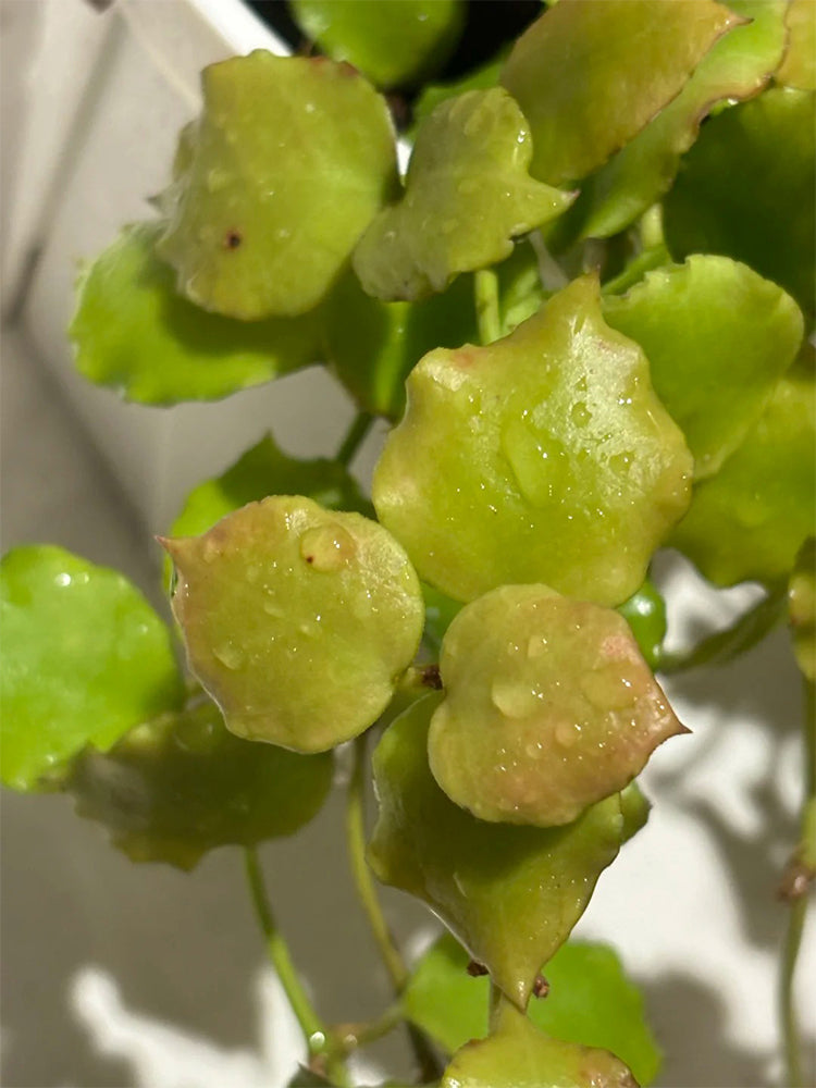 Hoya endauensis Unrooted Stem Cuttings