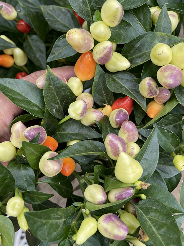 Colorful Bullet Pepper