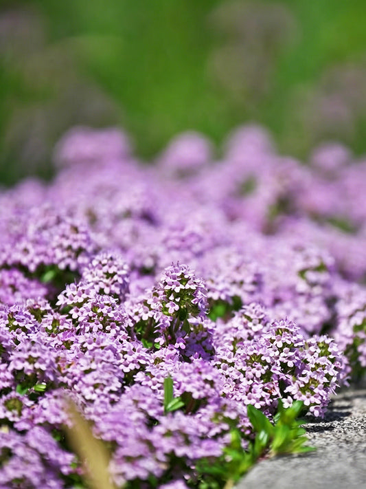 Creeping Thyme