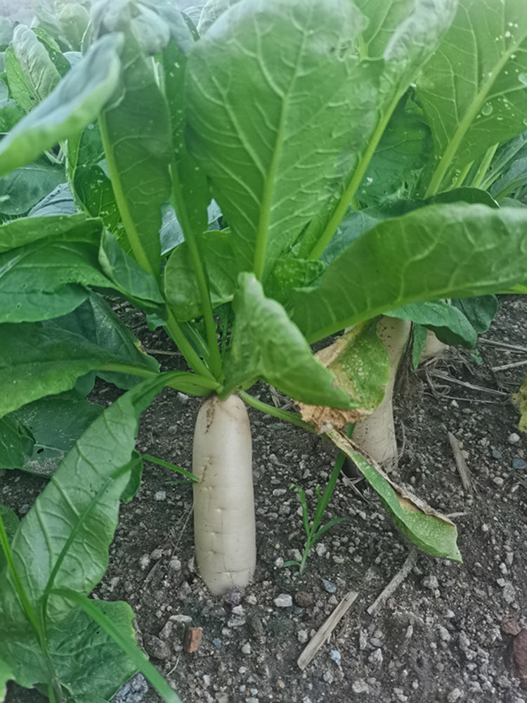 'Zao Luobo No. 13' White Radish