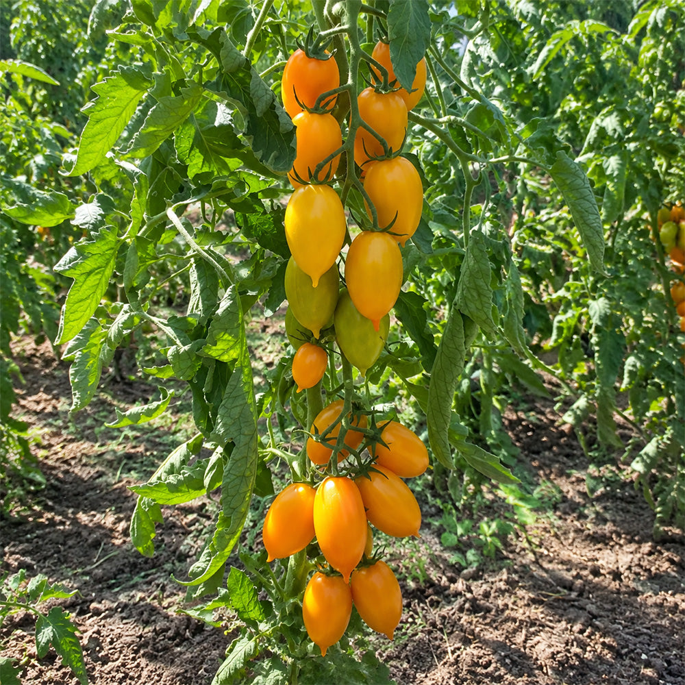 16 MärchenZauber Fairytale Magic Tomato