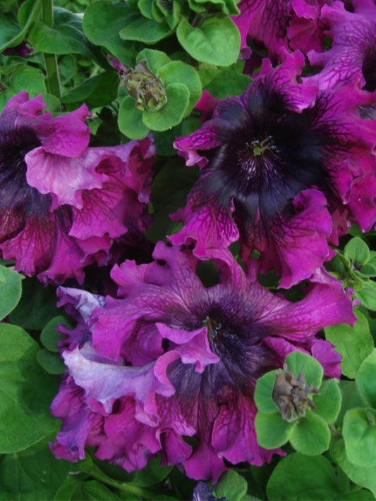 Petunia Seeds, 'Superbissima Nana Wine Red'