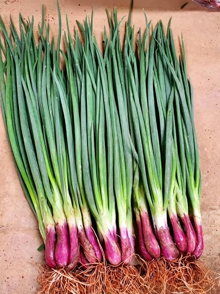 Shouhe Red Skin Scallion