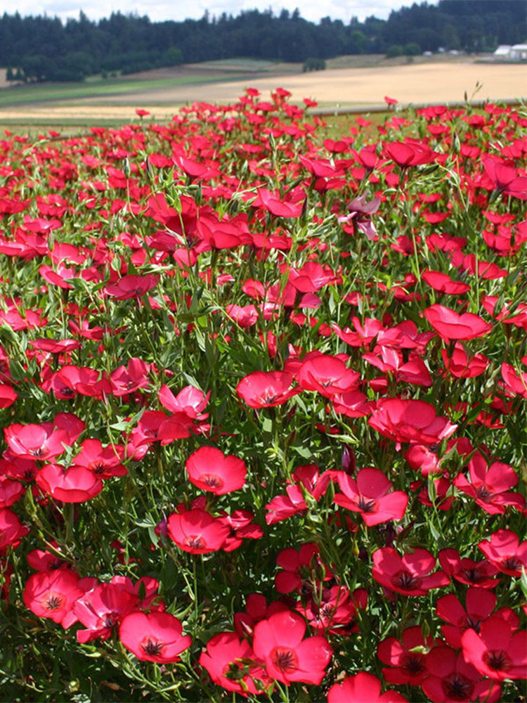 Hezhichun Scarlet Flax
