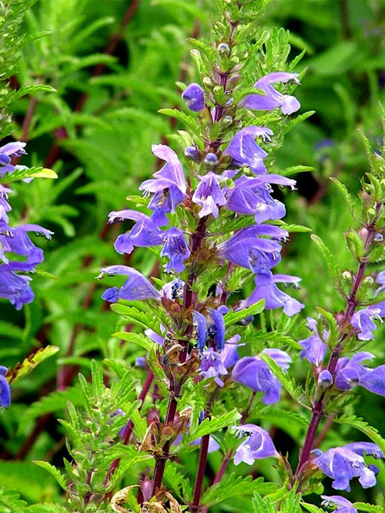Mountain Mint