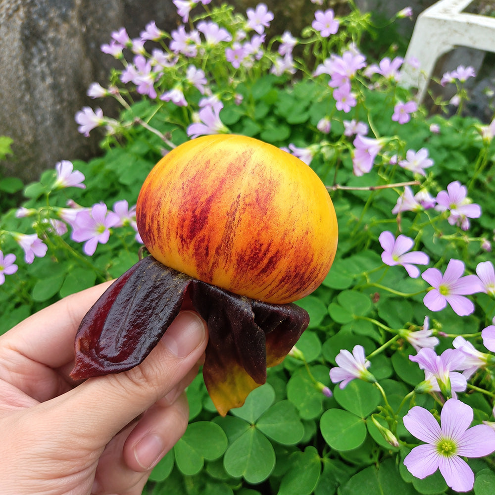 38 Chupa Chups Tomato
