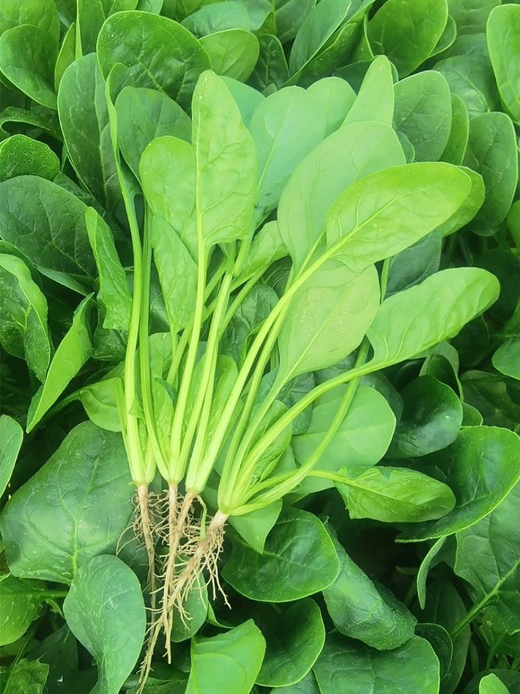 Spring-Autumn Large-Leaf Spinach