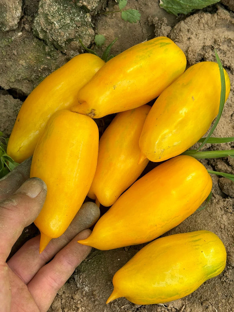 Yellow Banana Tomato