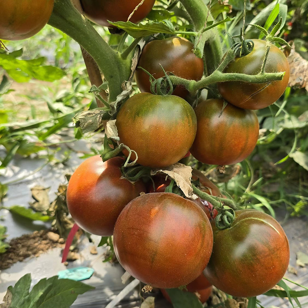 798 Orange Red Cherokee Tomato