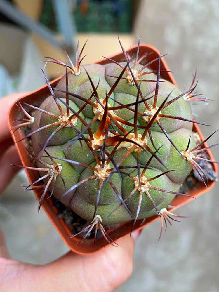 Gymnocalycium pflanzii var. albipulpa