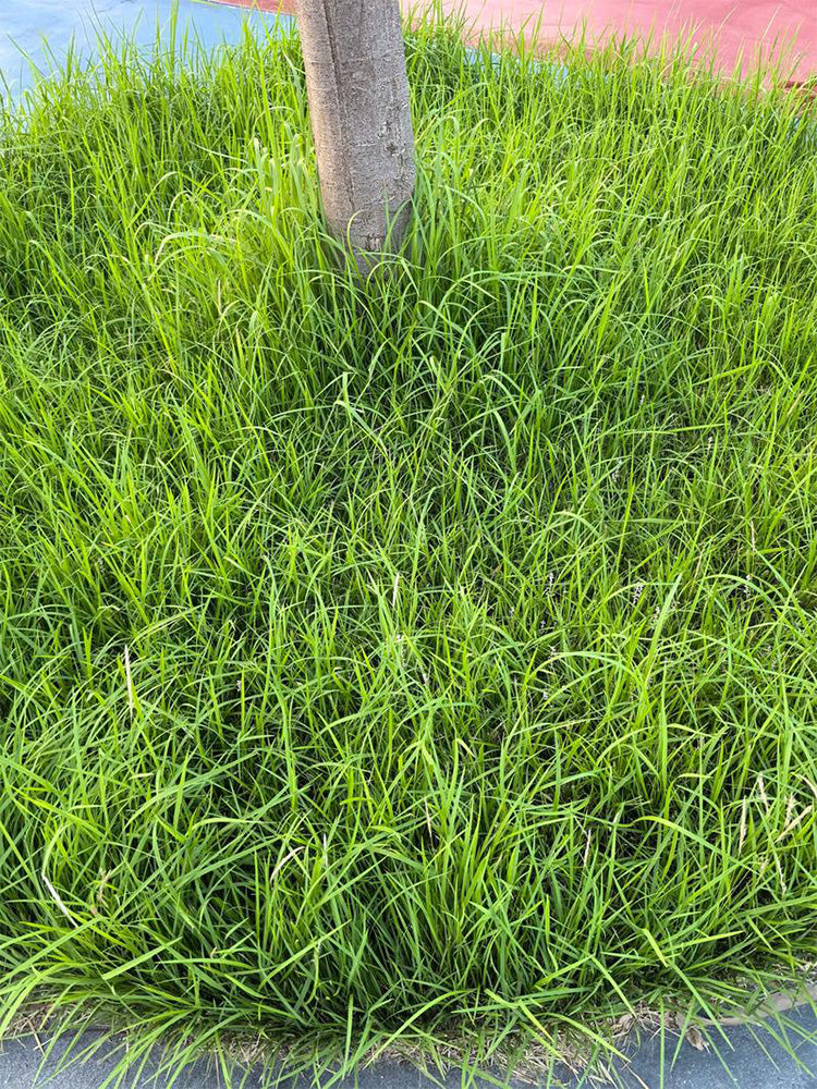 Festuca arundinacea 'Rebel V BT'