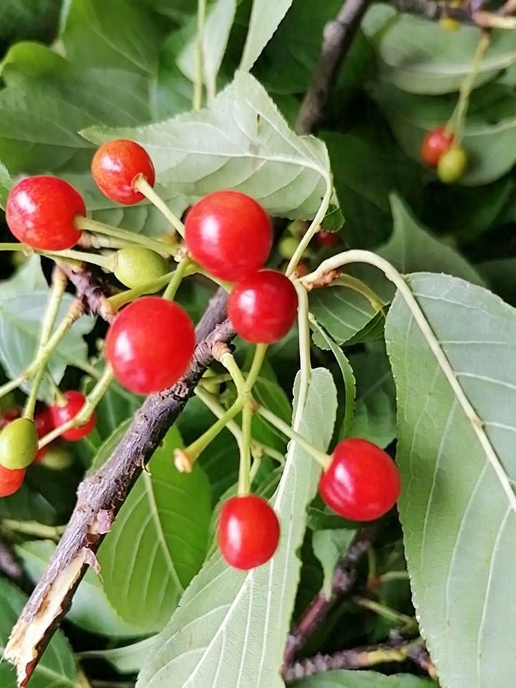 Wild Cherry Rootstock