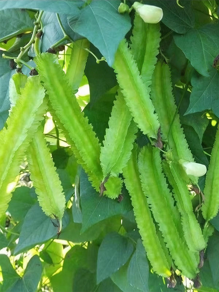 'Nongdianzan' Winged Bean