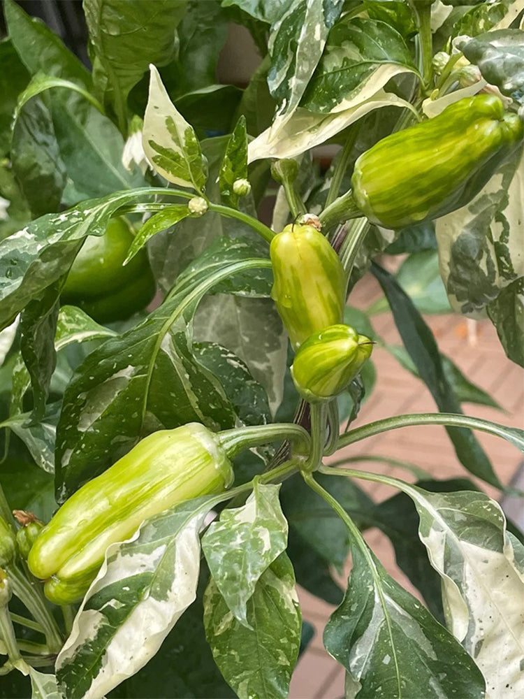 Rainbow Candy Sweet Pepper