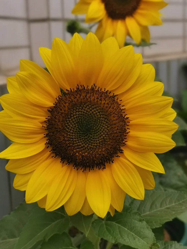 Dwarf Potted Sunflower
