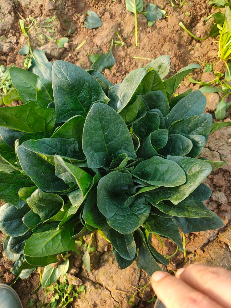 Spring-Autumn Large-Leaf Spinach