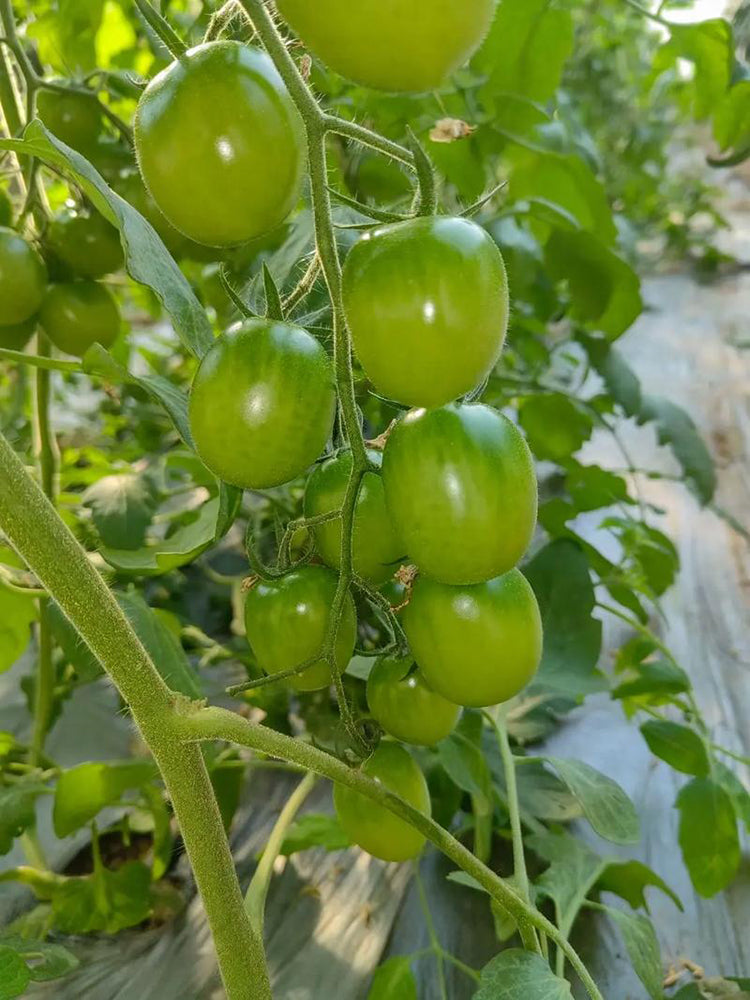 Green Jade Tomato