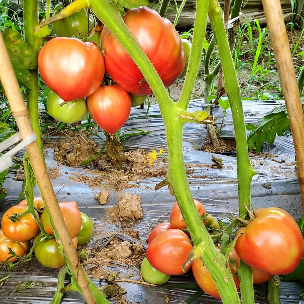 599 Cuore del Drago Tomato