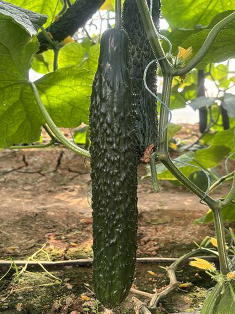 Fuyang Spiny Cucumbers
