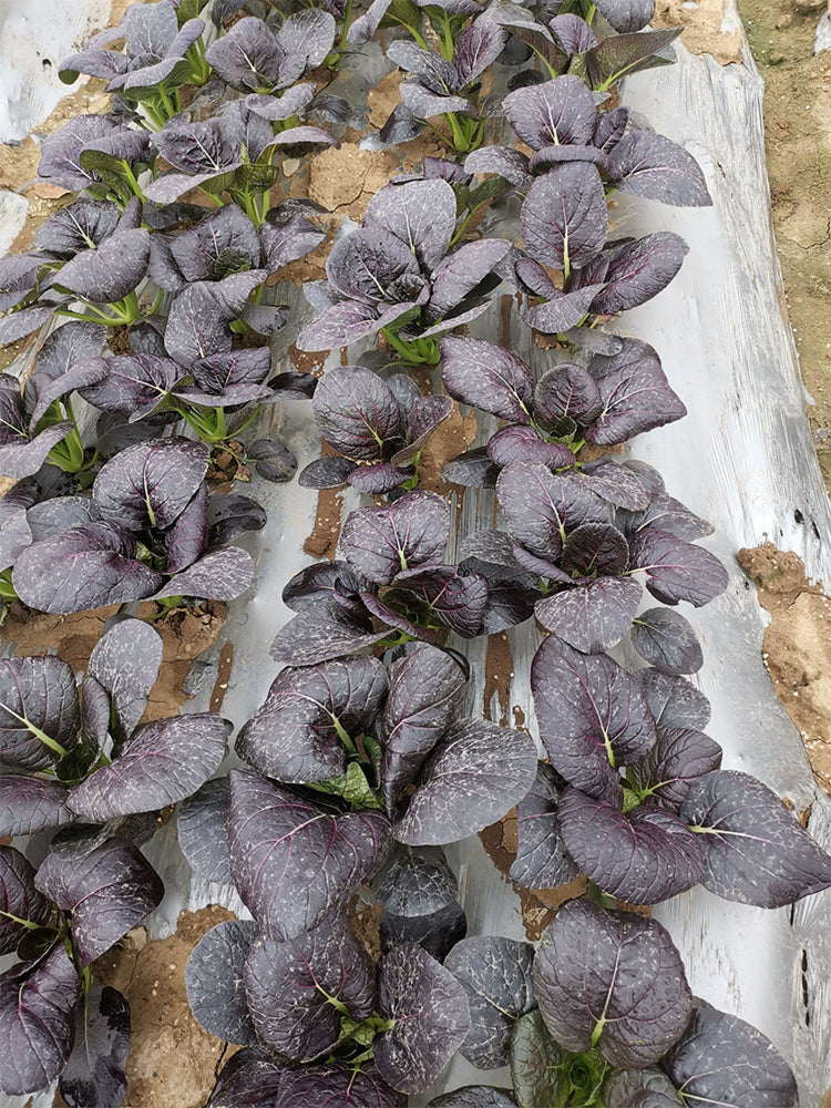 Purple Bok Choy