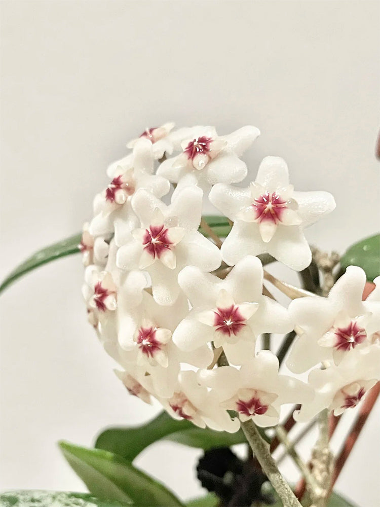 Hoya WG-073 Unrooted Stem Cuttings