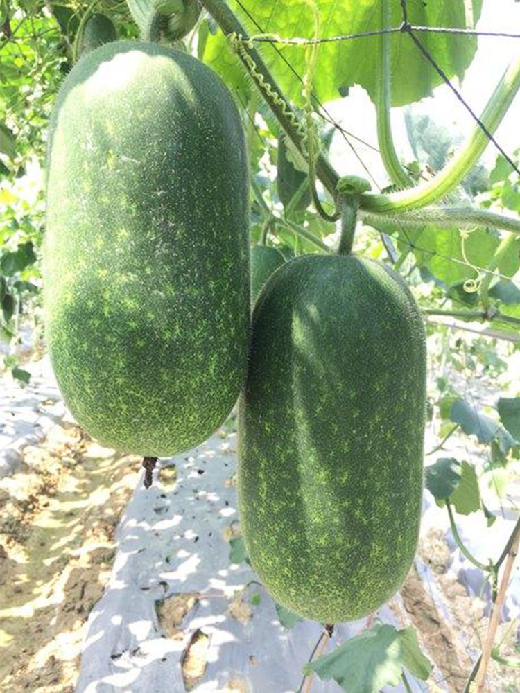 Baoxing F1 Hybrid Hairy Gourd