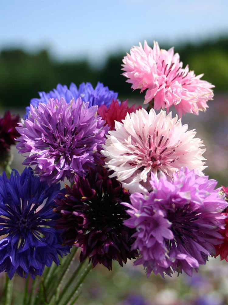 Hezhichun Mixed Color Cornflower