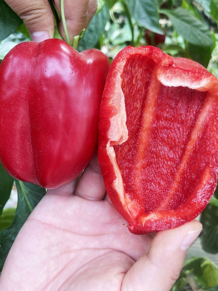Red Bell Peppers (Capsicum annuum)