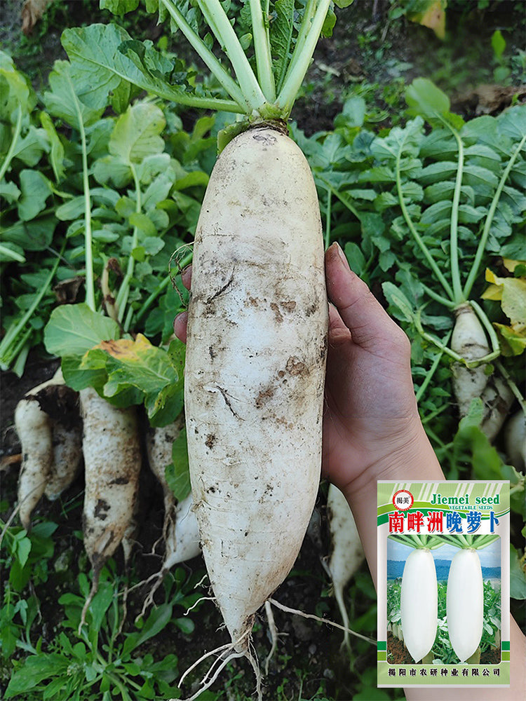 'Nanpanzhou' Radish