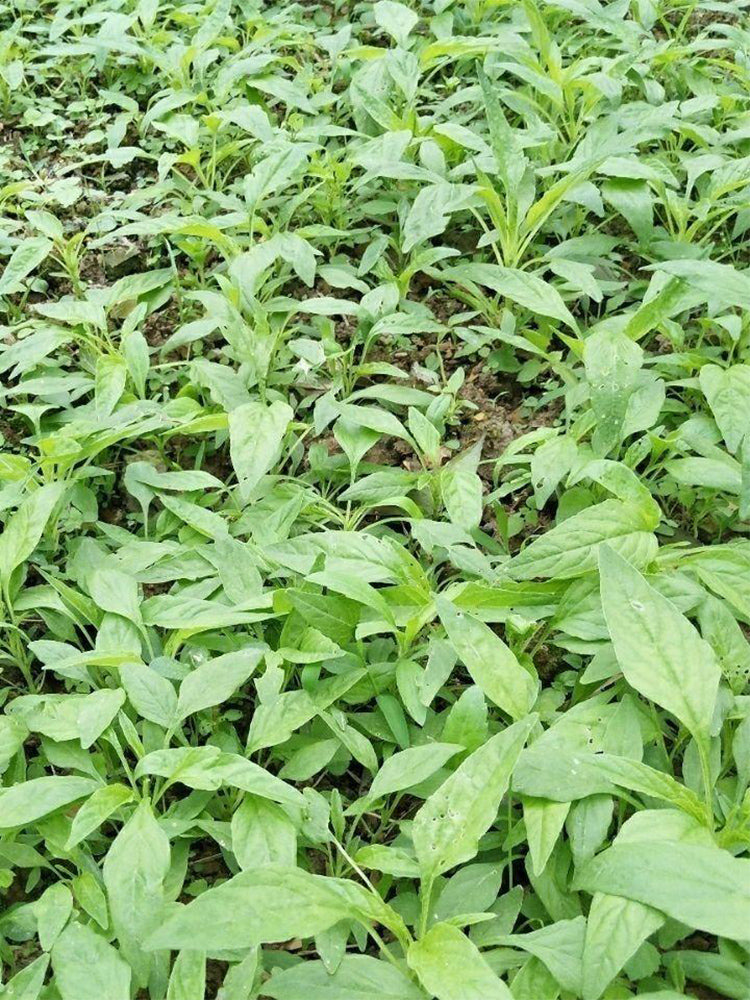 Willow-Leaf Amaranth