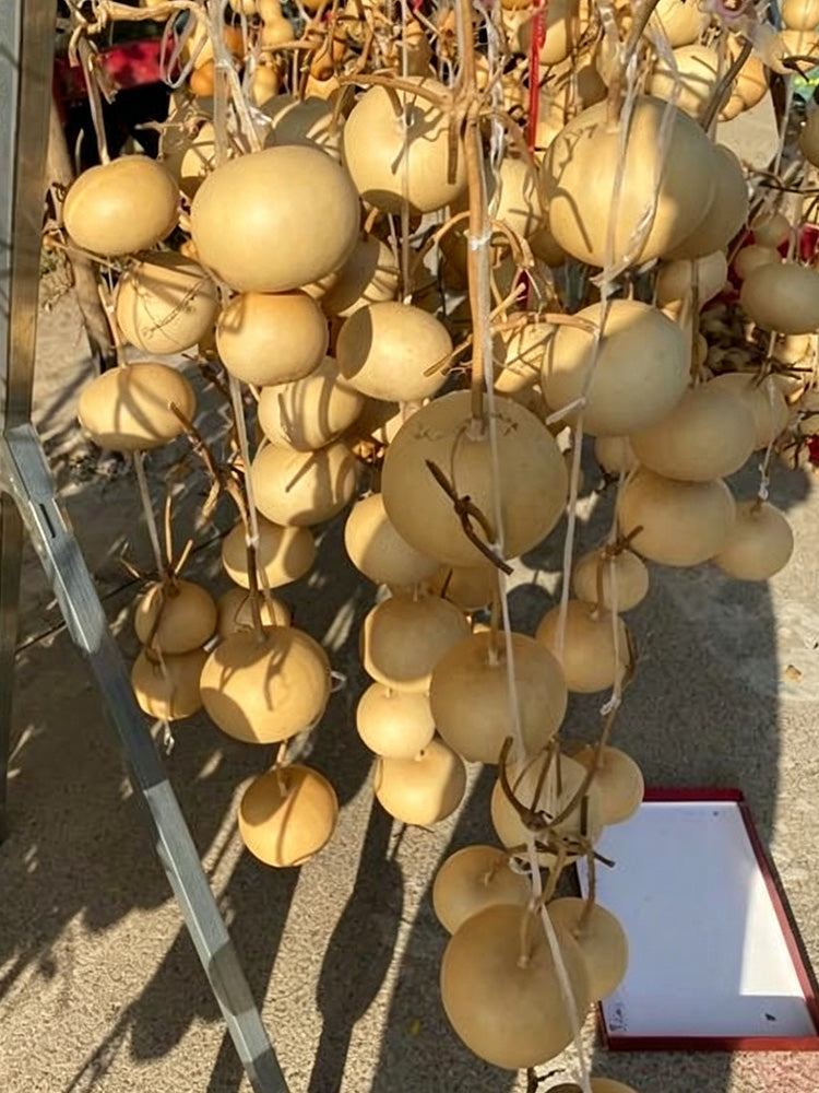 Small Apple Gourd