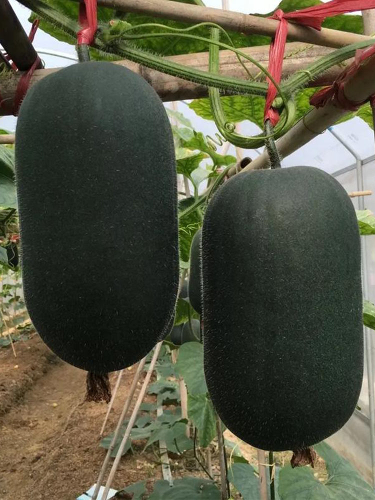 'Xiaoyou' Small Wax Gourd