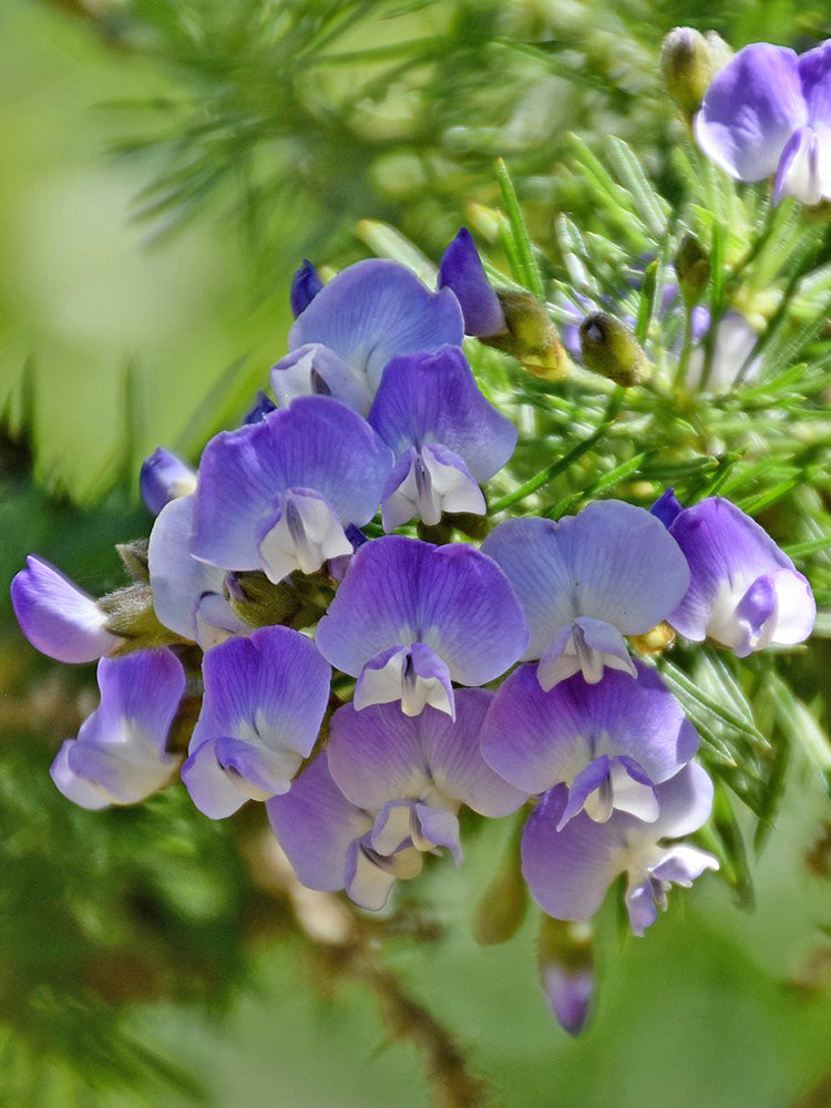 Feather-leaved Psoralea