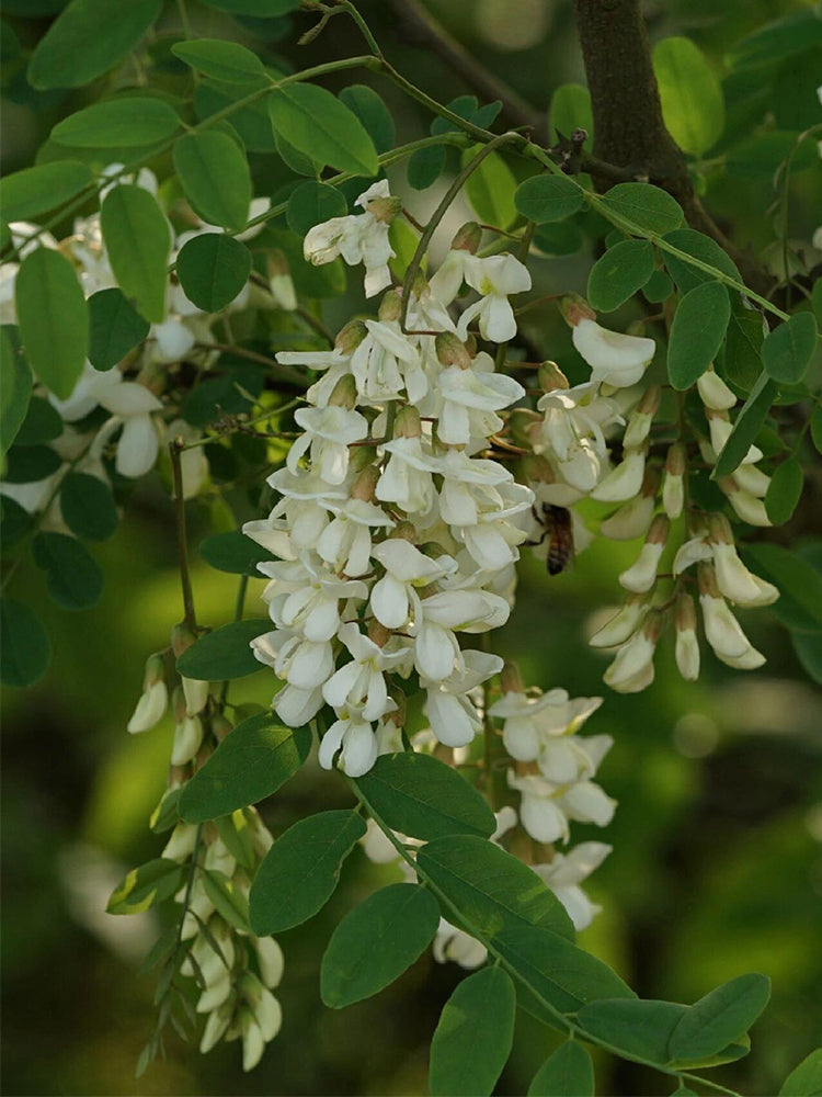 Black Locust