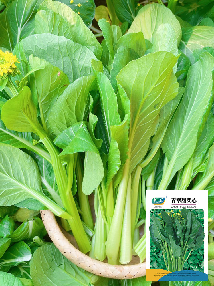 Green Tender Sweet Choy Sum