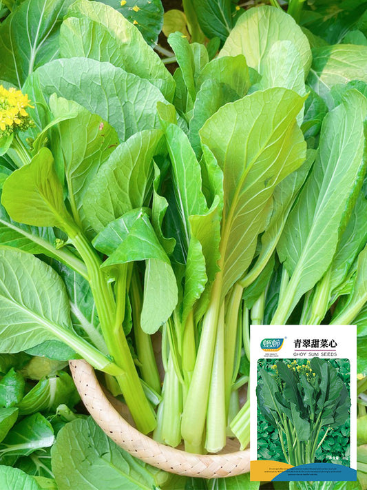 Green Tender Sweet Choy Sum