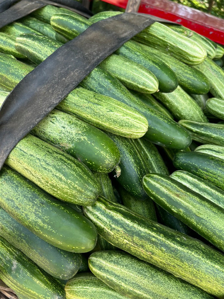 'Bixiu' F1 Fruit Cucumber