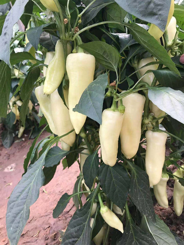 Baifumei White Chili Peppers